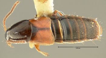 Media type: image; Entomology 34098   Aspect: habitus dorsal view